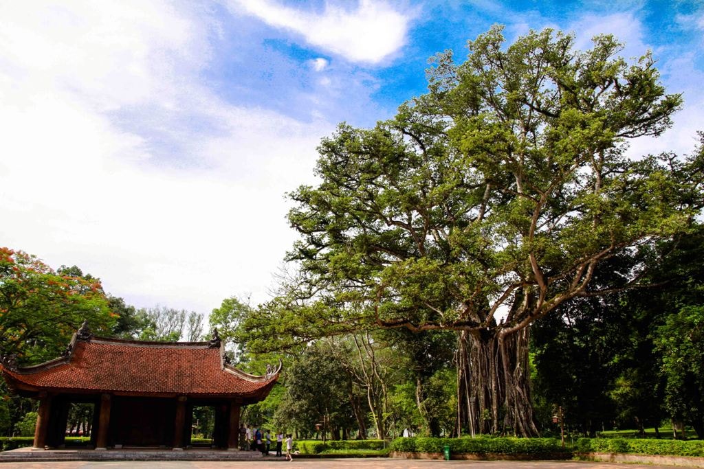 Cây đa thị hàng trăm năm tuổi bên cổng Ngọ Môn. Sở dĩ có tên gọi như vậy là do cây đa và cây thị mọc cùng một chỗ, gốc đa ôm trọn lấy gốc thị như là cùng một gốc. Rất tiếc, sau hàng trăm năm, cây thị nay đã chết, thân vẫn còn nằm trong lòng cây đa.