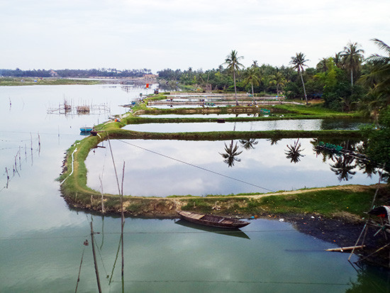 Sông Trường Giang bị người dân lấn chiếm nuôi tôm gây ô nhiễm nguồn nước, ảnh hưởng đến hệ sinh thái trên sông. Ảnh: T.QUÂN