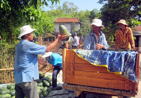 Dưa hấu tại xã Tam Phước được bán với giá 5.500 - 7.000 đồng/kg vào sáng 13.7. Ảnh: VĂN HÀO