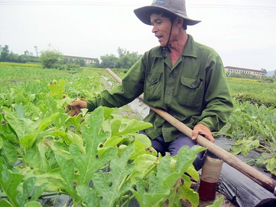 Vụ dưa xuân hè tại Phú Ninh được giá nhưng năng suất thấp. 