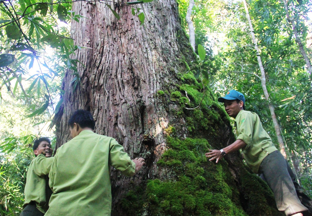 Lực lượng chức năng tuần tra bảo vệ rừng cây pơmu quý hiếm.