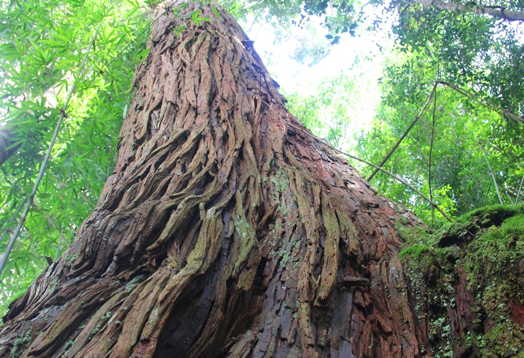 Nhiều thân cây pơmu có đường kính lớn đến gần 3 mét, đồ sộ.