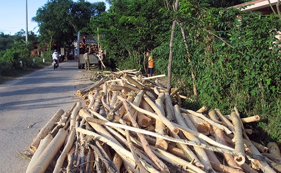 Cây keo nguyên liệu mỗi năm tạo nguồn thu cho nông dân Tiên Phước trên 100 tỷ đồng.Ảnh: PHẠM HOÀNG