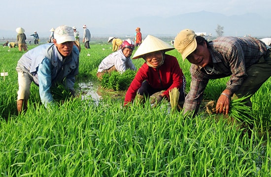 Nhờ tích cực dồn điền đổi thửa nên Quế Sơn đã hình thành được hàng loạt cánh đồng mẫu sản xuất giống lúa hàng hóa.Ảnh: Văn Sự