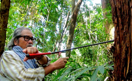 TS. Lê Huy Cường khoan xác định tuổi cây pơmu. 