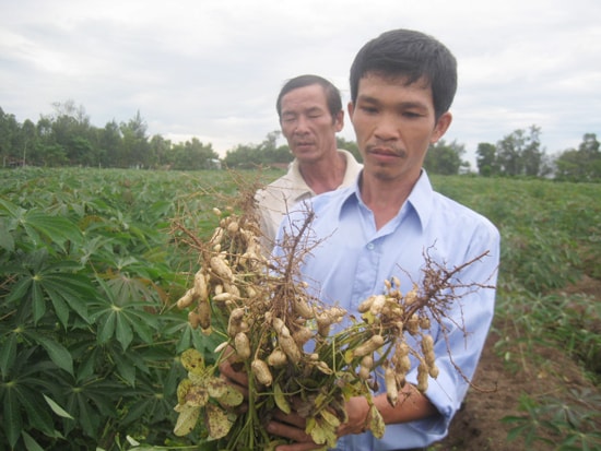 Mô hình trồng đậu phụng xen đậu xanh mở ra triển vọng cho đất lúa thiếu nước tưới chuyển đổi. Ảnh: V.PHIN