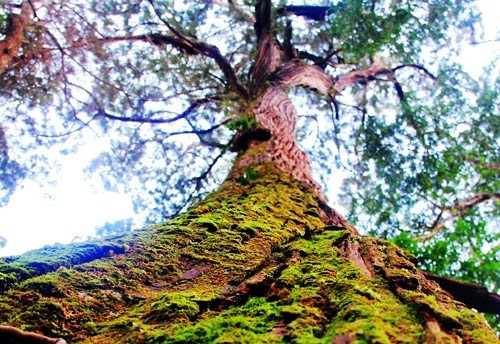 The population of hundreds- year- old po mu trees in Axan and Tr’Hy communes, Tay Giang district, Quang Nam province. Picture: Tien Hung