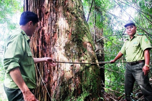 Quang Nam has founded security guard teams  to protect this po mu forest from wood poachers