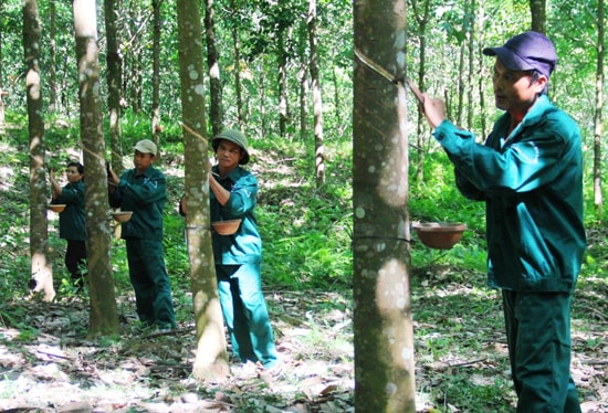 Công nhân cạo mủ cao su đầu tiên. Ảnh: NGƯỚC - CÔNG