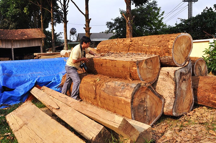  Thời điểm năm ngoái khi thủy điện Đắc Mi xả lũ, kiểm lâm huyện Phước Sơn cũng thu về hàng chục mét khối gỗ lậu cất giấu dưới sông. 