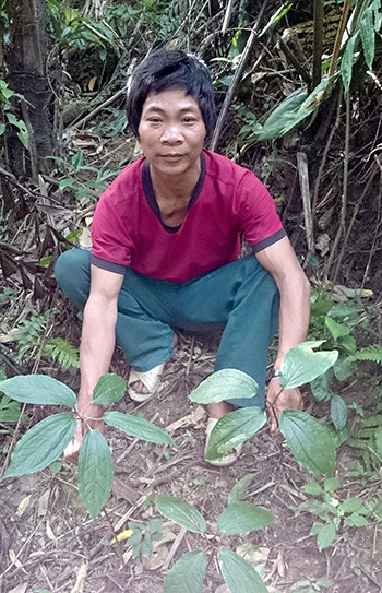 Cây dược liệu quý trở thành nguồn thu nhập chính giúp bà con vùng cao thoát nghèo. Ảnh: H.Y