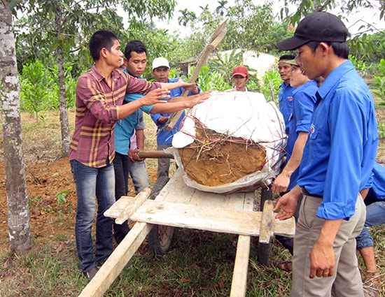 Bí thư Chi đoàn thôn 4 (xã Tiên Sơn, Tiên Phước) Huỳnh Văn Đức - ngoài cùng bên trái - cùng đoàn viên trong thôn tham gia hoạt động vì cộng đồng.