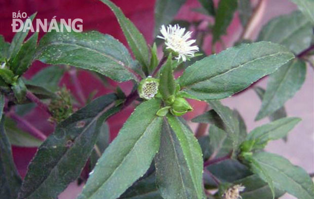 Cỏ mực - Eclipta prostrata. Ảnh: P.C.T