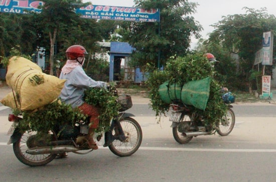 Gần đây người dân ồ ạt khai thác cây vằng bán cho thương lái. Ảnh: T.NGUYỄN