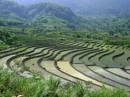 Huyện Nam Trà My đã cơ bản giải quyết bài toán an ninh lương thực tại chỗ từ việc mở rộng diện tích đất trồng lúa nước. Ảnh: HOÀNG THỌ