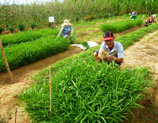 Nông dân canh tác tại vườn rau hữu cơ Thanh Đông.Ảnh: H.Liên