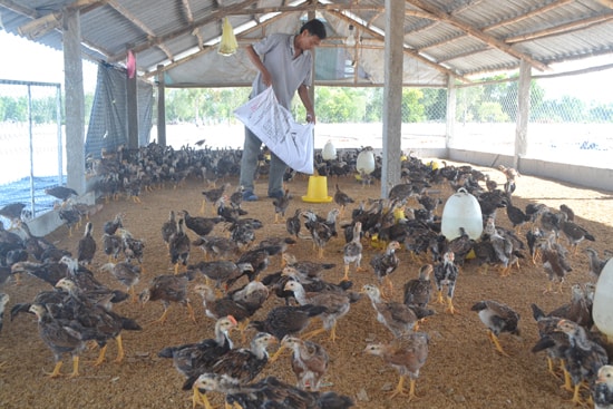 Các mô hình chăn nuôi gà và heo trên đệm lót sinh học của gia đình ông Lê Trung Đức và bà Ngô Thị Thiệm. Ảnh: V.QUANG