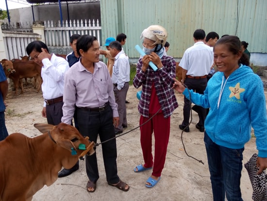 Niềm vui của các hộ được nhận bò tại huyện Thăng Bình vào cuối tháng 7 vừa qua. Ảnh: T.C