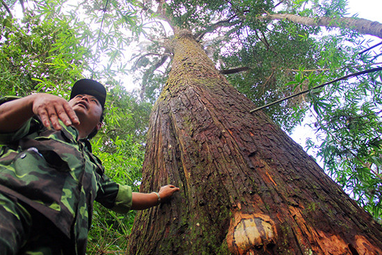 Vùng tây bắc Quảng Nam là địa bàn có nhiều lợi thế về tài nguyên thiên nhiên, du lịch. Trong ảnh: Rừng cây pơmu ở Tây Giang.