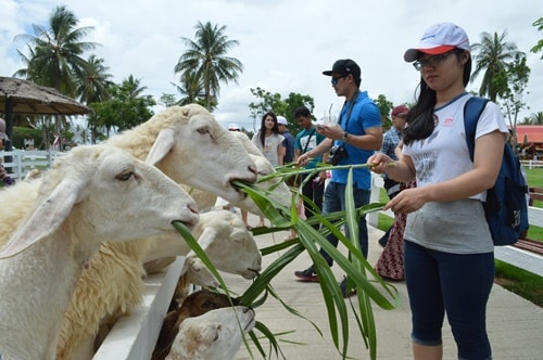 Khách muốn cho cừu ăn cỏ cũng phải tốn tiền.