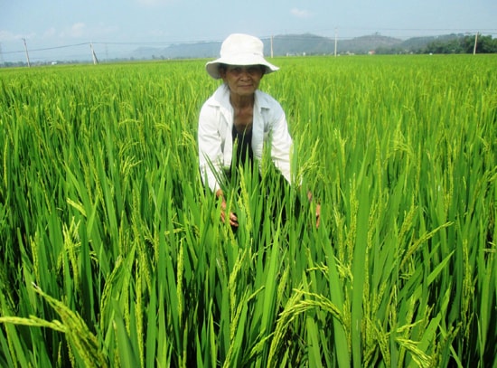 Nhà nông cần vạch lúa kiểm tra kỹ mật độ rầy trên ruộng để chủ động phòng trừ.Ảnh: T.R