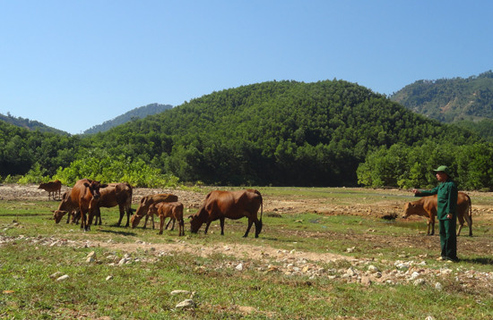 Cựu TNXP Nguyễn Văn Minh đã giúp đỡ nhiều đồng đội bò giống  để vượt khó thoát nghèo. Ảnh: V.CÔNG