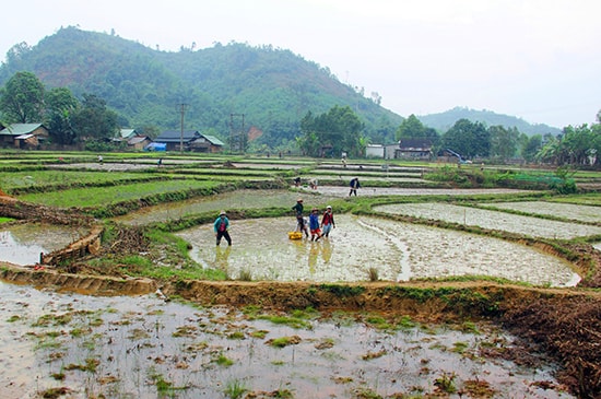 Đồng bào vùng cao Đông Giang làm ruộng lúa nước.  