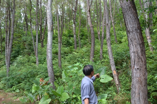 Rừng thông Tiên Kỳ (huyện Tiên Phước) đang mời nhận thầu nuôi dưỡng, khai thác nhựa. Ảnh: T.H