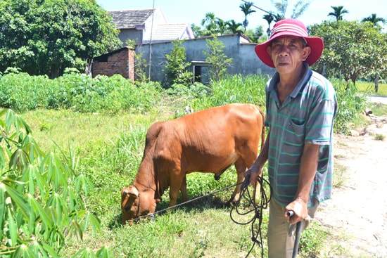 Ông Trương Tiến được hỗ trợ bò chăn nuôi làm sinh kế lâu dài. Ảnh: N.Q.V