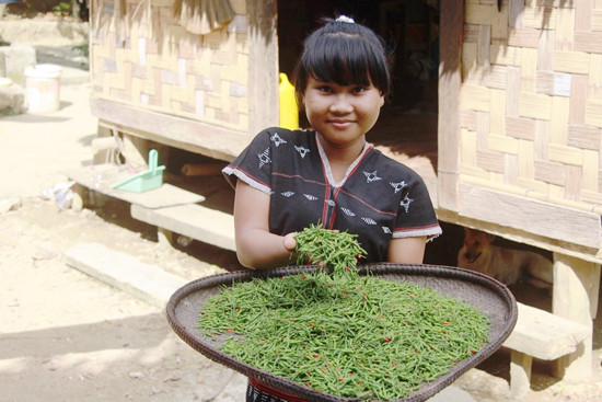 Ớt a riêu được kỳ vọng là cây xóa nghèo cho người dân xã Ma Cooih, huyện Đông Giang.