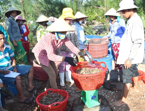 Gia đình ông Đặng Đình An thu hoạch tôm vụ 2.  Ảnh: N.Q.V