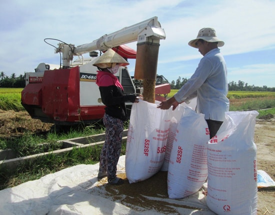 Nông dân phấn khởi vì lúa hè thu được mùa.Ảnh: VĂN SỰ