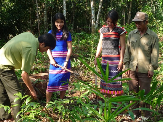 Người dân miền núi hưởng lợi từ dịch vụ chi trả môi trường rừng. TRONG ẢNH: Đồng bào Cơ Tu của huyện Đông Giang được hướng dẫn trồng cây dưới tán rừng.. Ảnh: T.HỮU