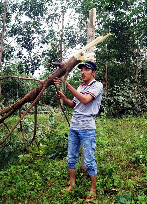 Cơn bão số 11 năm 2013 gây gãy đổ hàng loạt vườn cao su ở nhiều địa phương. Ảnh: Văn Sự