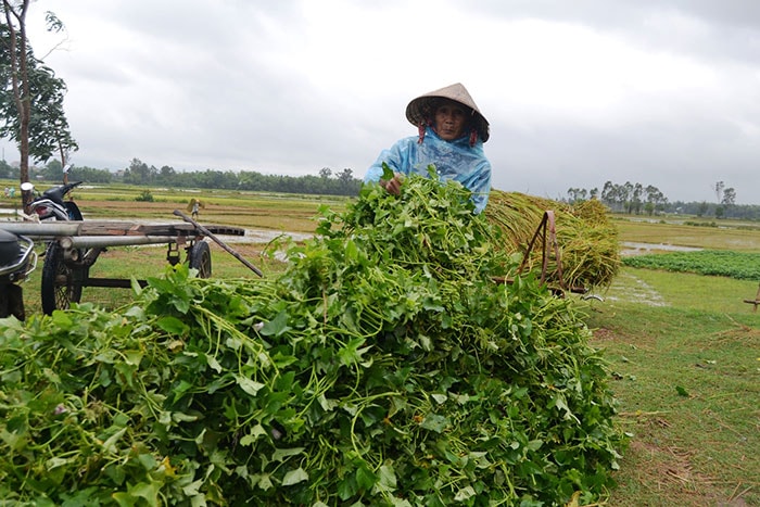 Người dân TP Tam Kỳ hái rau về nhà.