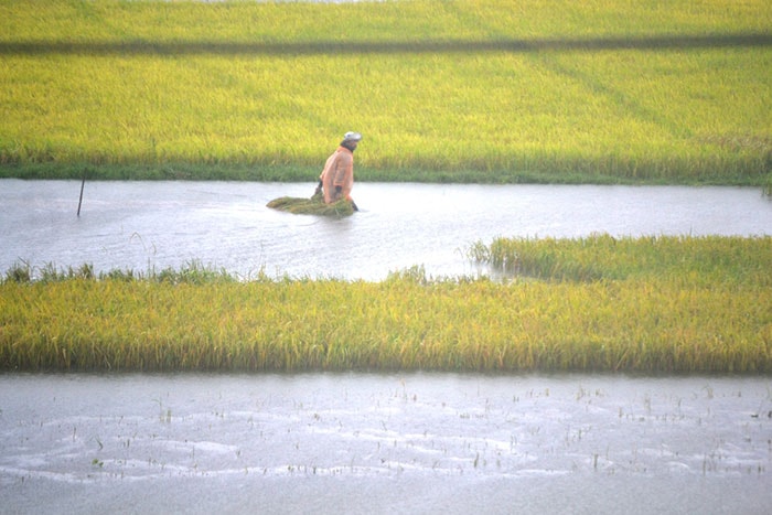 Nhiều diện tích lúa ở xã Tam Thăng, TP Tam Kỳ ngập sâu trong nước.