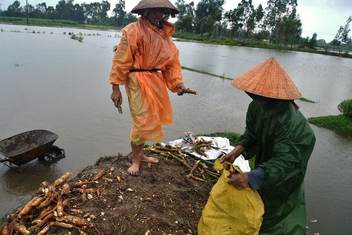 Dầm mình trong mưa để nhổ sắn