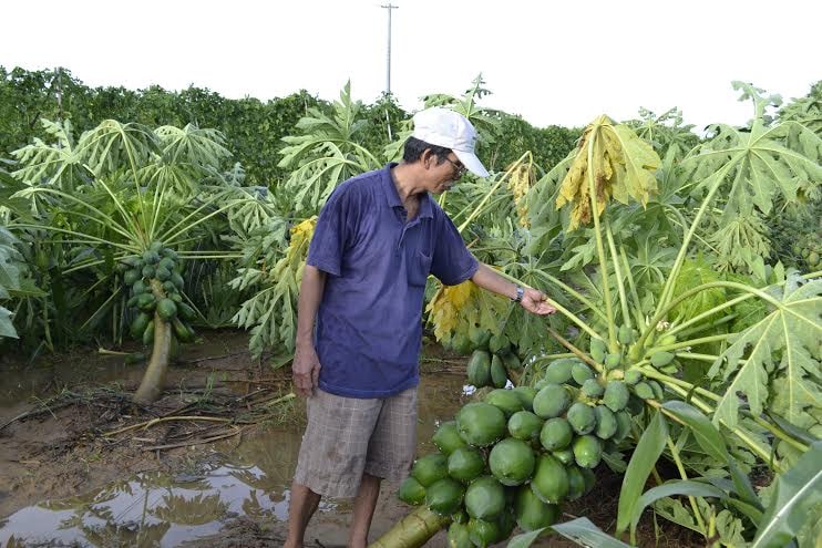 Lão nông Bùi Tám thẩn thờ nhìn cây đu đủ nặng trĩu quả bị ngã.