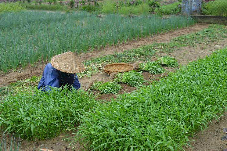Người dân thu hoạch rau muống đem tiêu thụ để tránh mưa lớn.