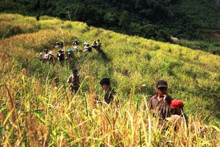 Vào vụ, toàn bộ người dân trong nóc cùng tập trung đi gặt lúa.