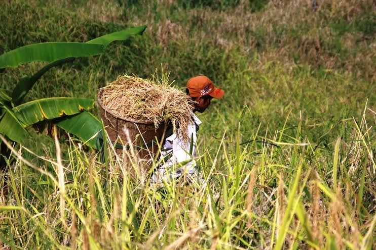 Gùi lúa về kho.