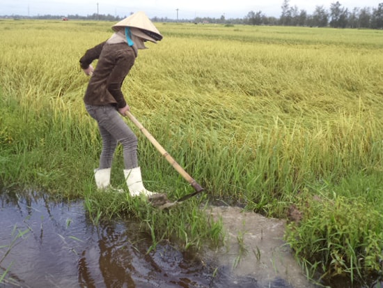 Khơi đường thoát nước cho ruộng lúa bị ngập úng. Ảnh: Đ.N