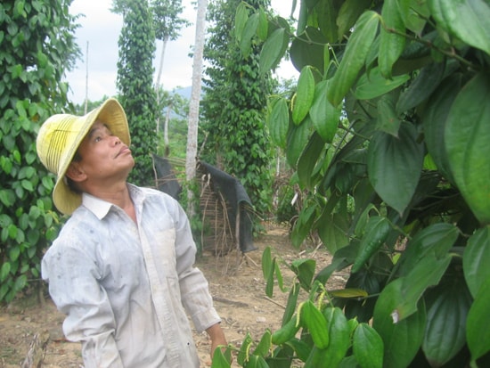 Mô hình tiêu trên 100 choái của anh Nguyễn Phúc Vinh, thôn Phú Vinh ( Tiên Hà)