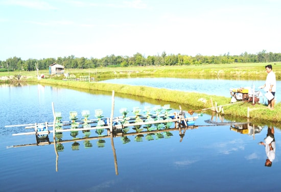 Ông Mai Văn Trưởng túc trực ở ao nuôi để chăm sóc, phòng bệnh có thể xảy ra trên tôm nuôi. Ảnh: N.Q.V