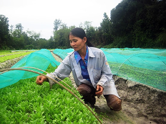 Dự thảo cơ chế có nhiều ưu đãi đối với dự án đầu tư sản xuất rau theo tiêu chuẩn VietGAP. Ảnh: VĂN SỰ