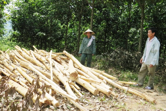 Keo đã khai thác của hộ ông Võ Cự bị người của nông trường ách lại.Ảnh: Hoàng Liên