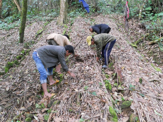 Dân làng Tắc Ngo chăm sóc vườn sâm Ngọc Linh ngủ đông.Ảnh: T.H