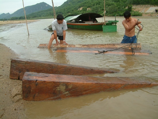 Tình trạng vận chuyển, tập kết gỗ lậu dưới sông có chiều hướng gia tăng trong mùa mưa lũ. Ảnh: T.H