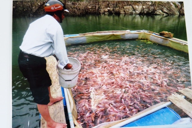 Nuôi cá điêu hồng thâm canh ở Phước Sơn. Bích Liên