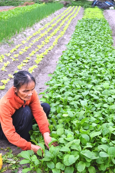 Trồng rau theo tiêu chí VietGAP ở Bình Triều. Ảnh: N.Q.V